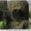 musch cribrellum larva7 volg12